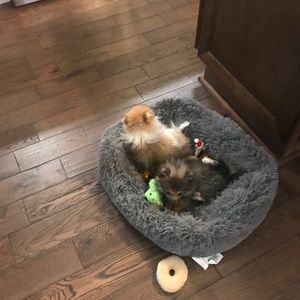 Meet your Posher, Ronnie